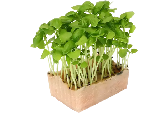 Basil Cress Duo TOPSEAL stuk